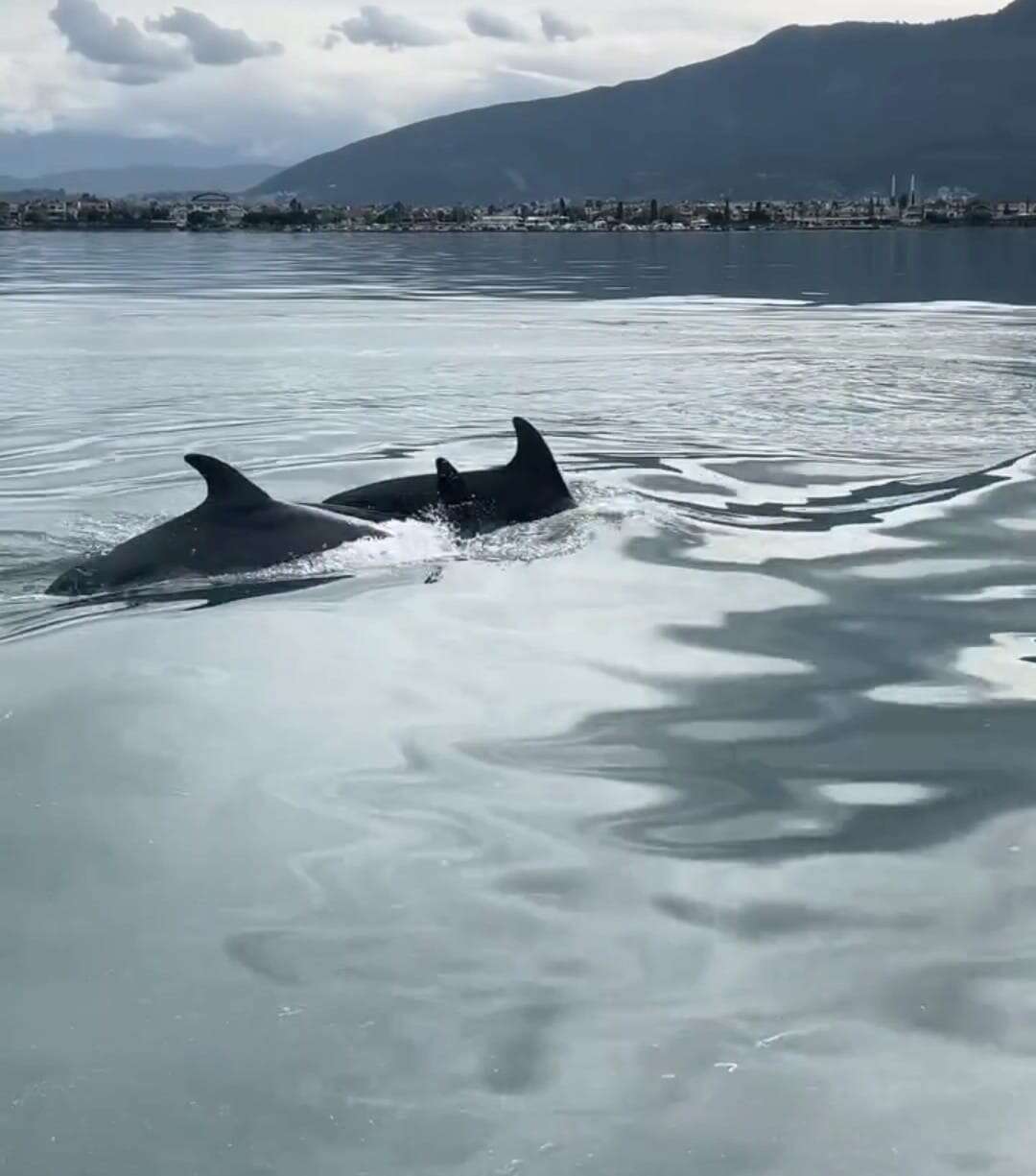 Fethiye Körfezi'nde Yunus Sürprizi 4